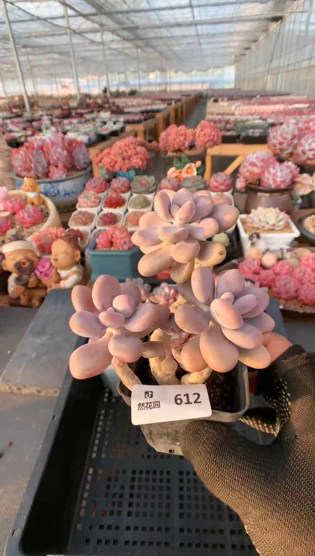 【闪购商品】612桃蛋一物一拍
