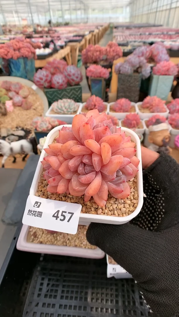 【闪购商品】457雪天使群一物一拍