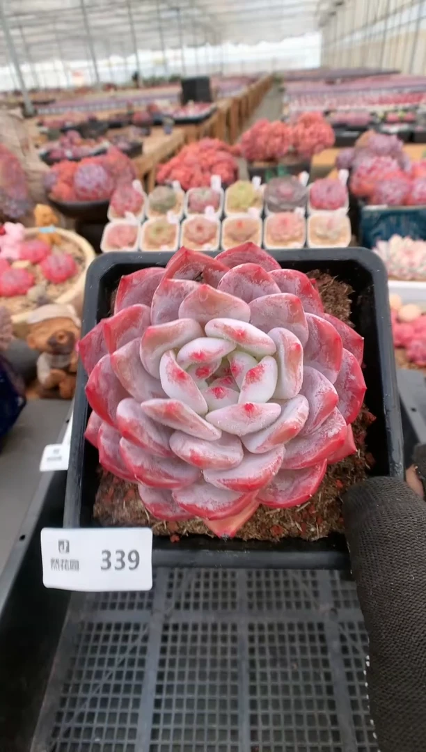 【闪购商品】339玫瑰梦露一物一拍