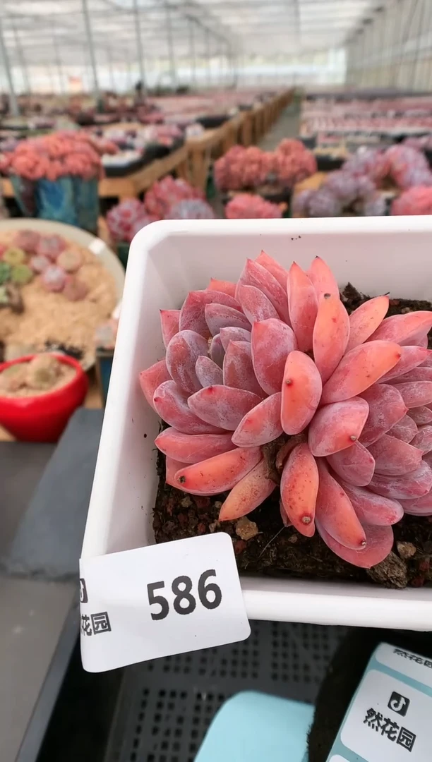 【闪购商品】586双头雪天使一物一拍