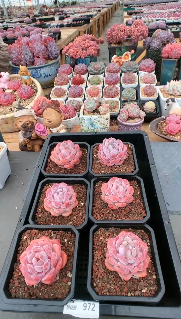 【闪购商品】972冰橙量拍