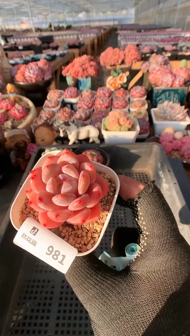 【闪购商品】981雪天使一物一拍