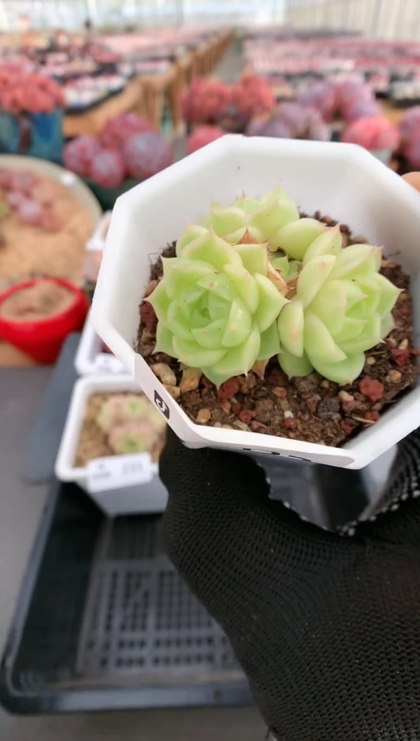 【闪购商品】232麦秆一物一拍