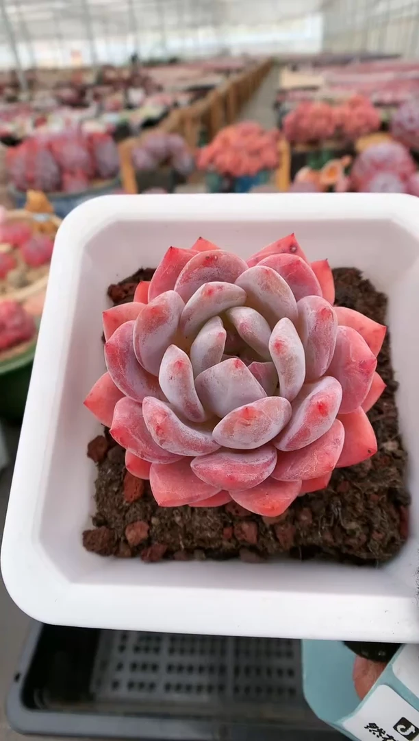 【闪购商品】382雪天使一物一拍