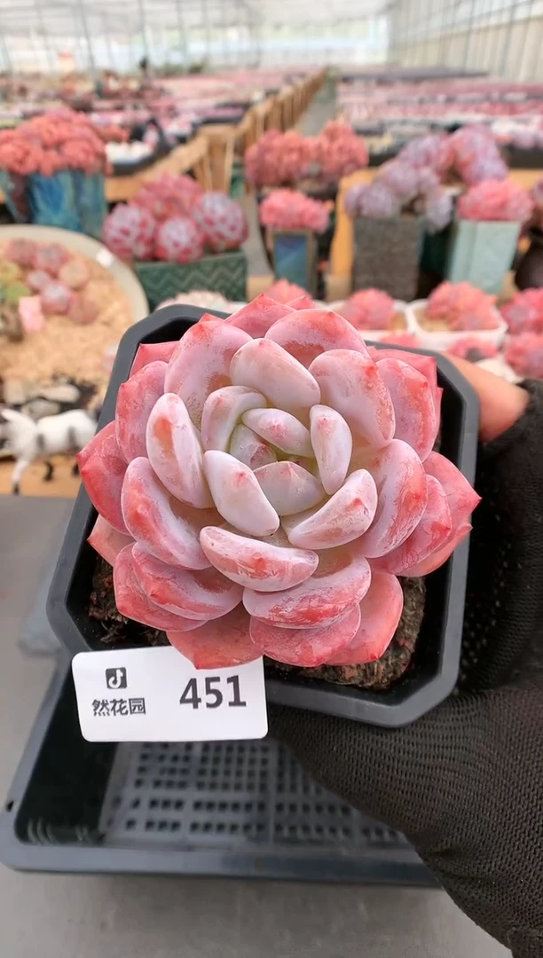 【闪购商品】451日本雪天使一物一拍