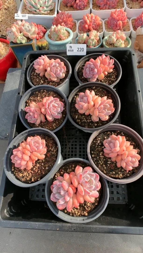 【闪购商品】220雪天使双头量拍