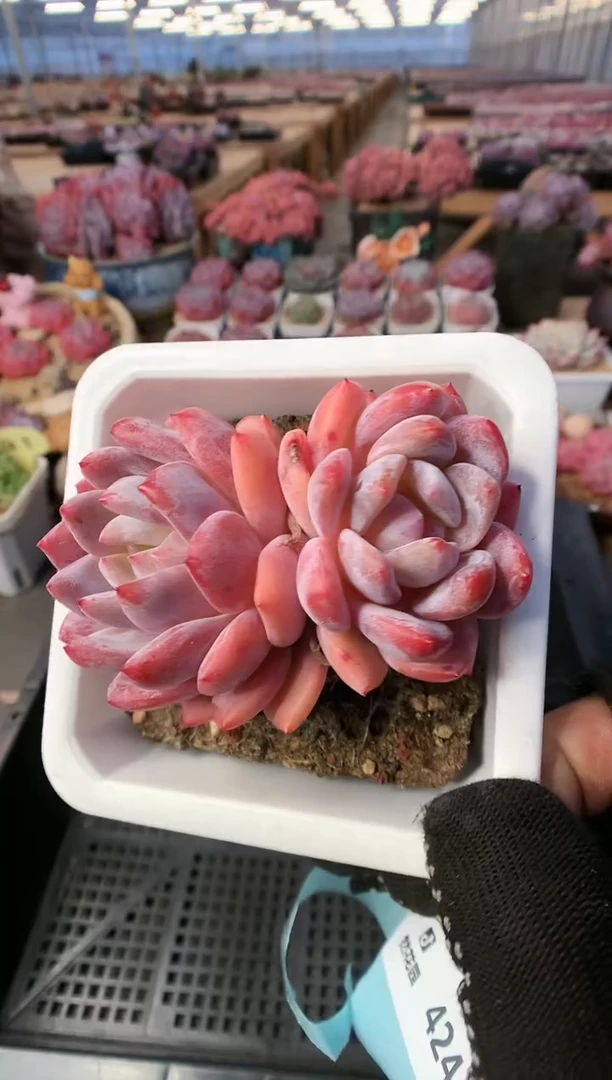 【闪购商品】424双头雪天使一物一拍