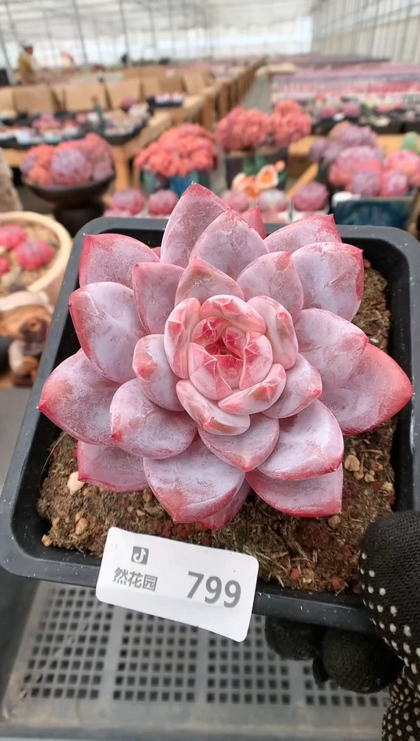 【闪购商品】799雪天使一物一拍