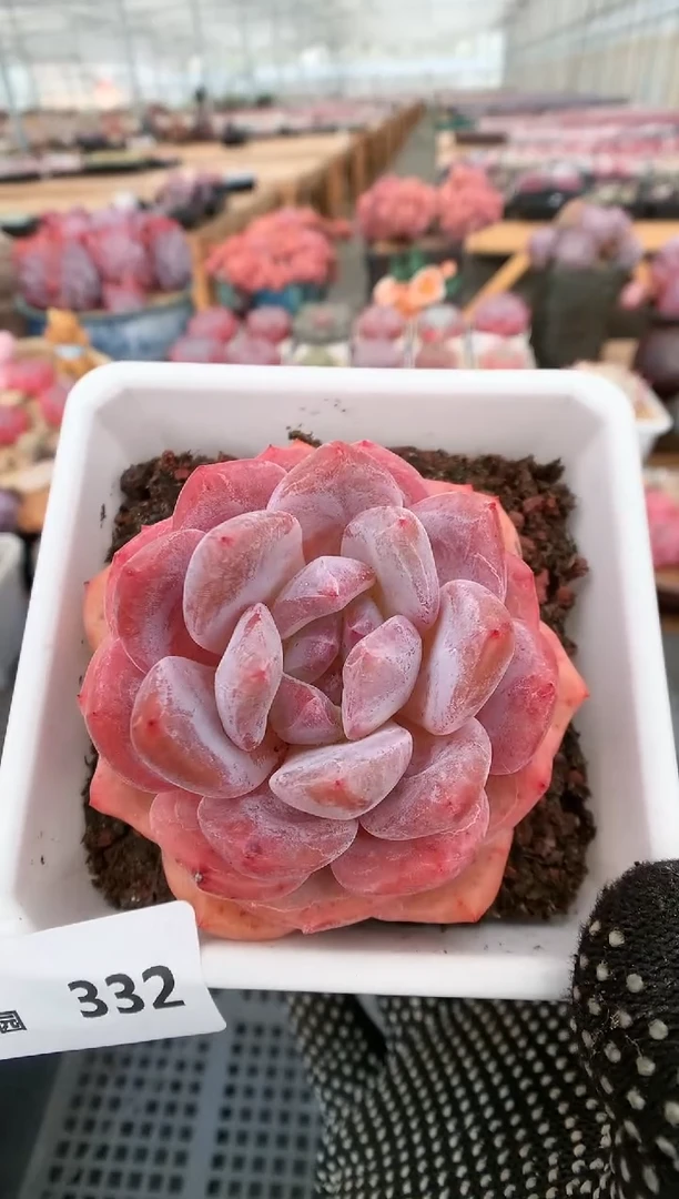 【闪购商品】332橘子梦露一物一拍