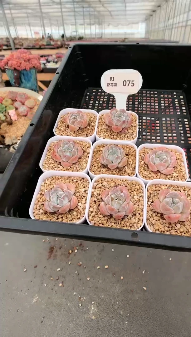 【闪购商品】075汉冰量拍