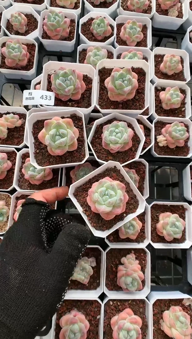 【闪购商品】433冰玉量拍