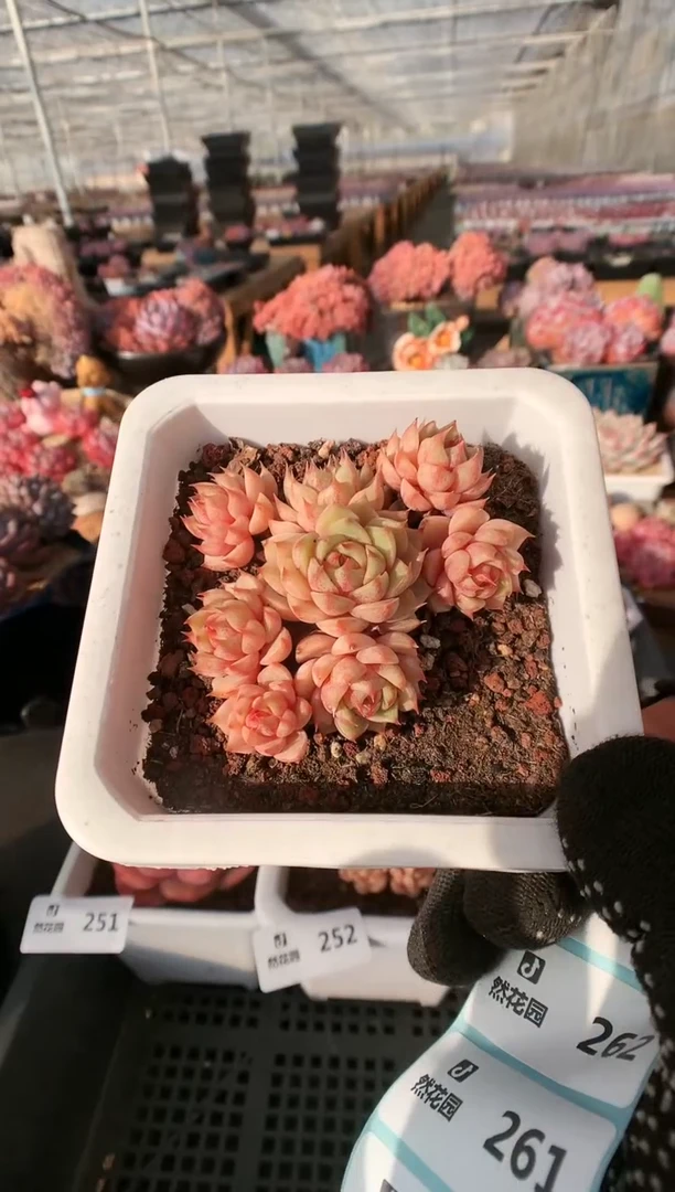 【闪购商品】255苯巴蒂斯一物一拍