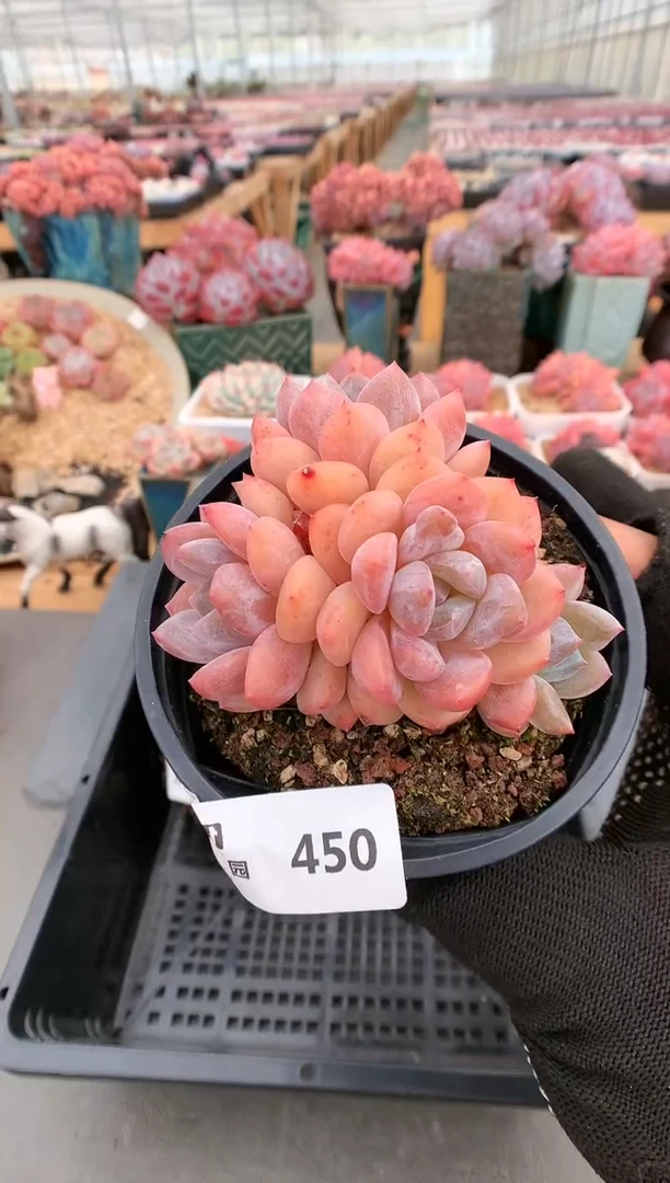 【闪购商品】450雪天使群一物一拍