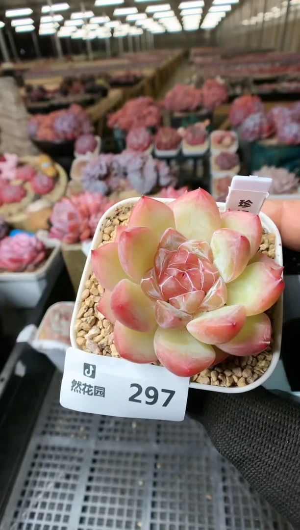 【闪购商品】297珍妮一物一拍