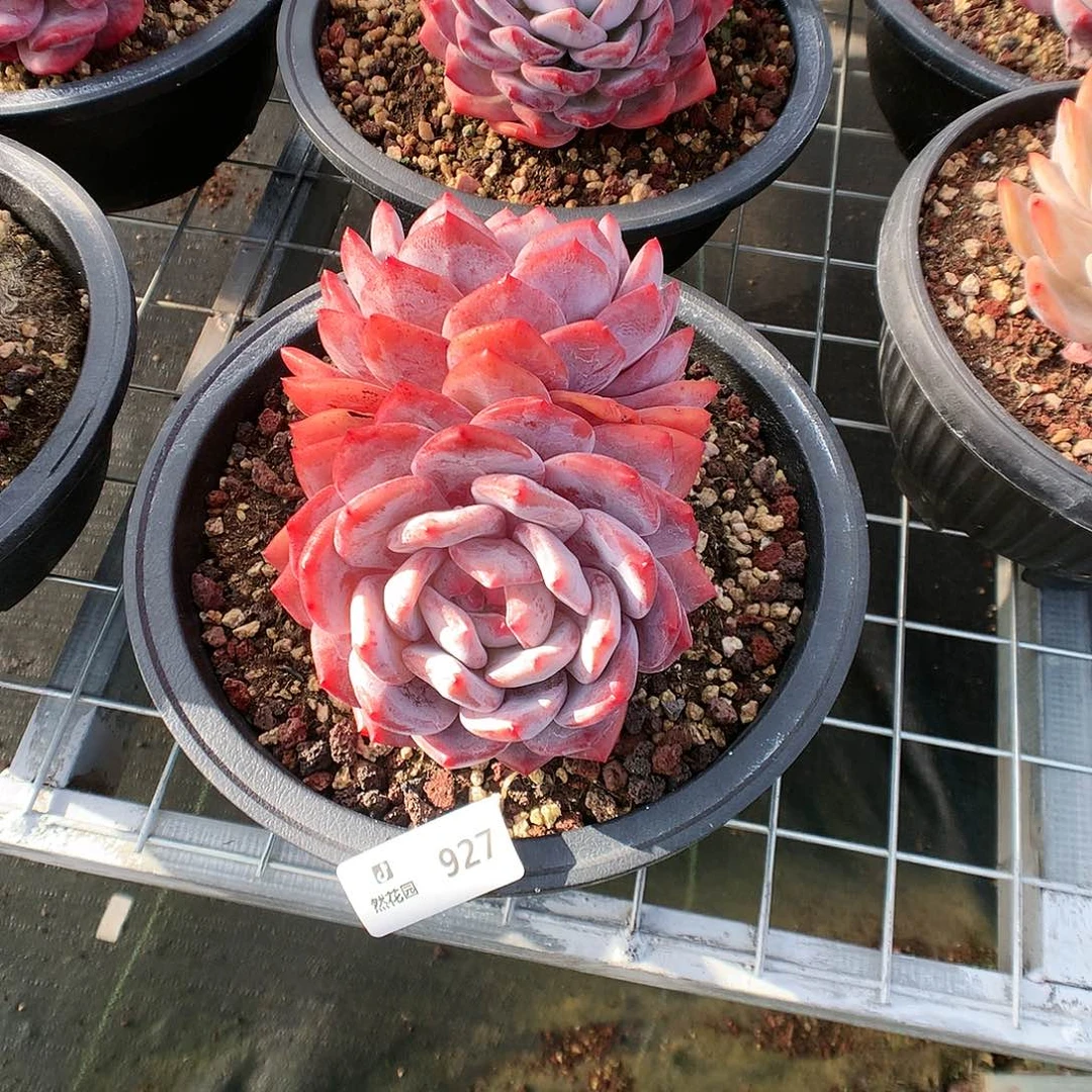 初****.927梦露666666多肉