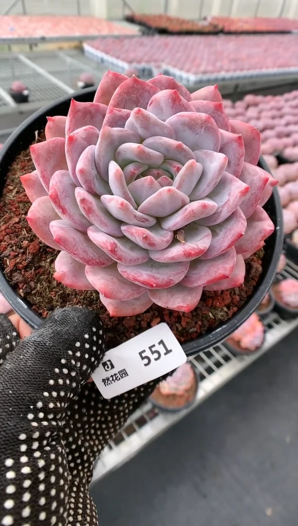 【闪购商品】551梦露一物一拍