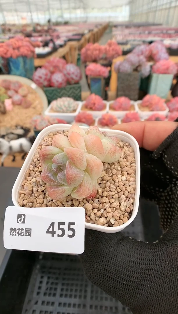 【闪购商品】455双头冰玉一物一拍