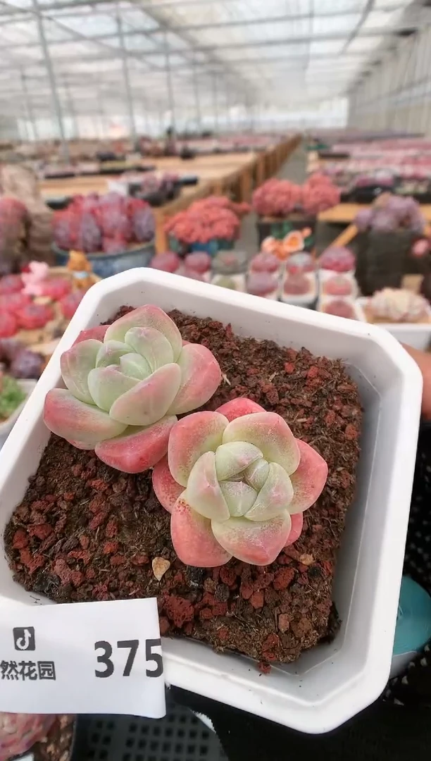 【闪购商品】375双头冰玉一物一拍