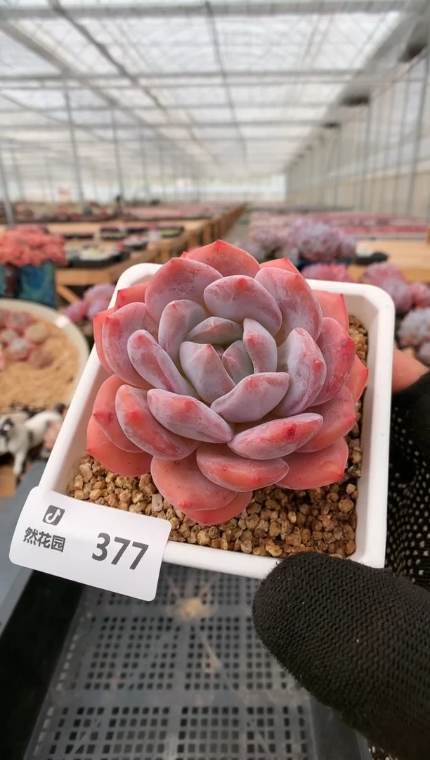 【闪购商品】377雪天使一物一拍