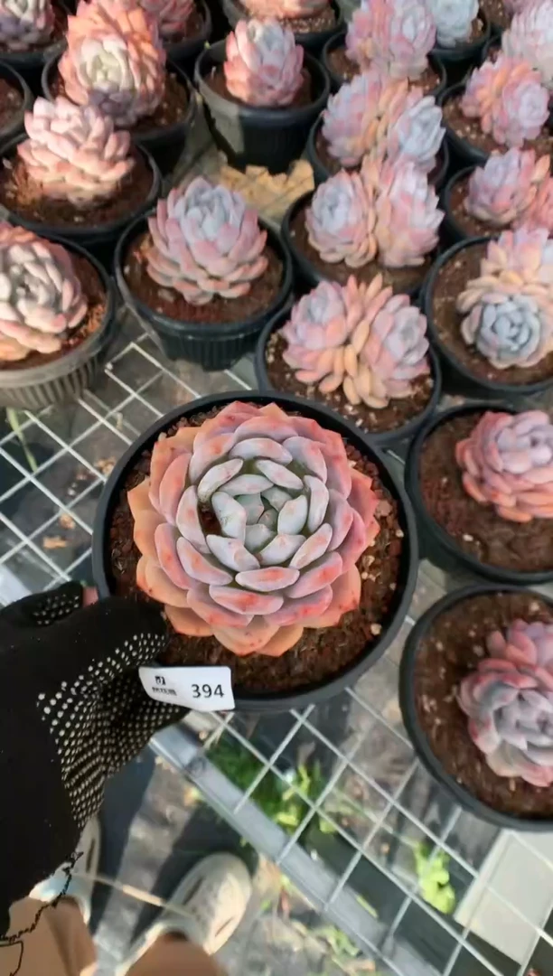 【闪购商品】394梦露一物一拍