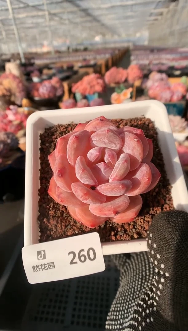 【闪购商品】260橘子梦露一物一拍