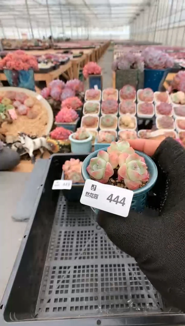 【闪购商品】444冰玉一物一拍