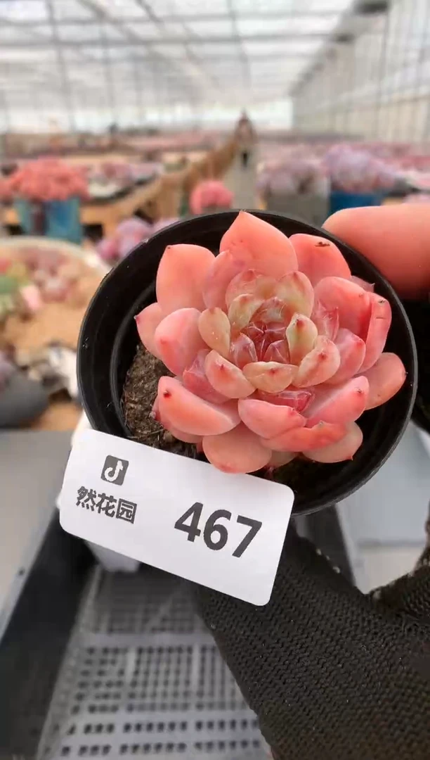 【闪购商品】467红钻一物一拍