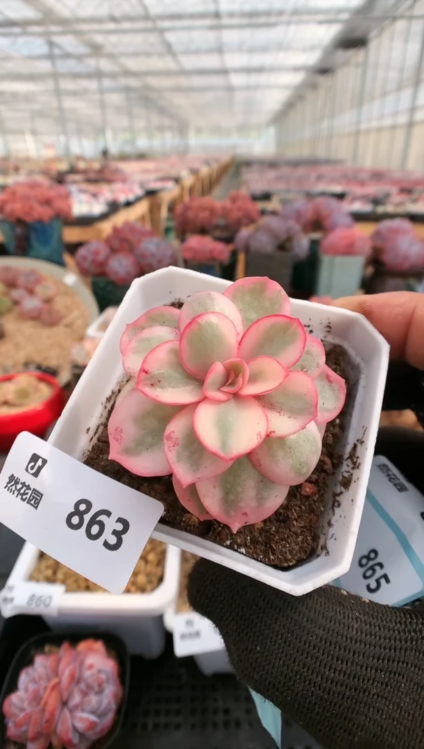 【闪购商品】863秀妍锦一物一拍