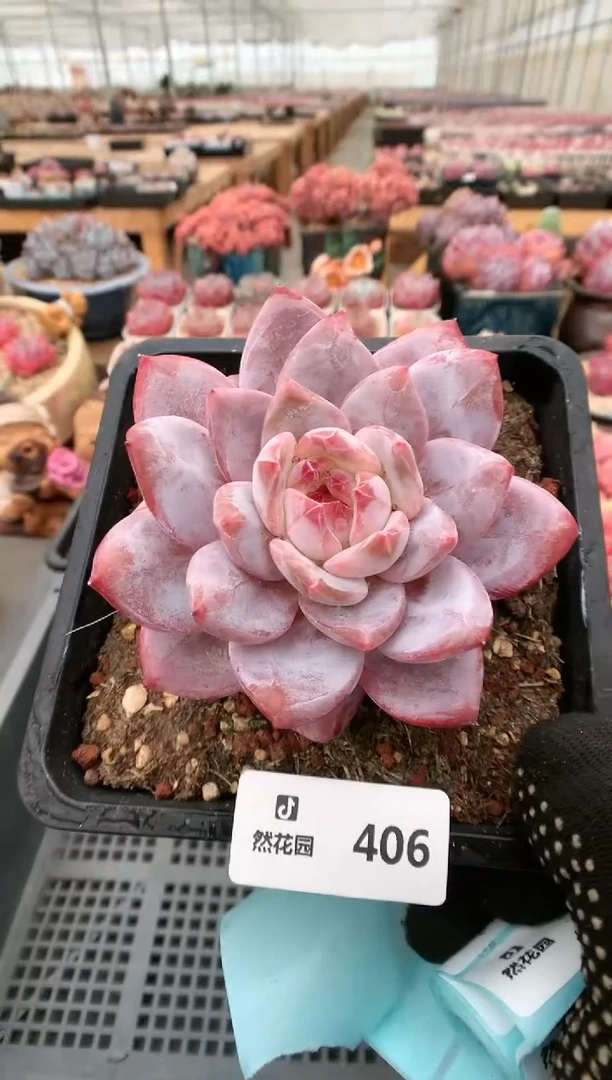 【闪购商品】406雪天使一物一拍