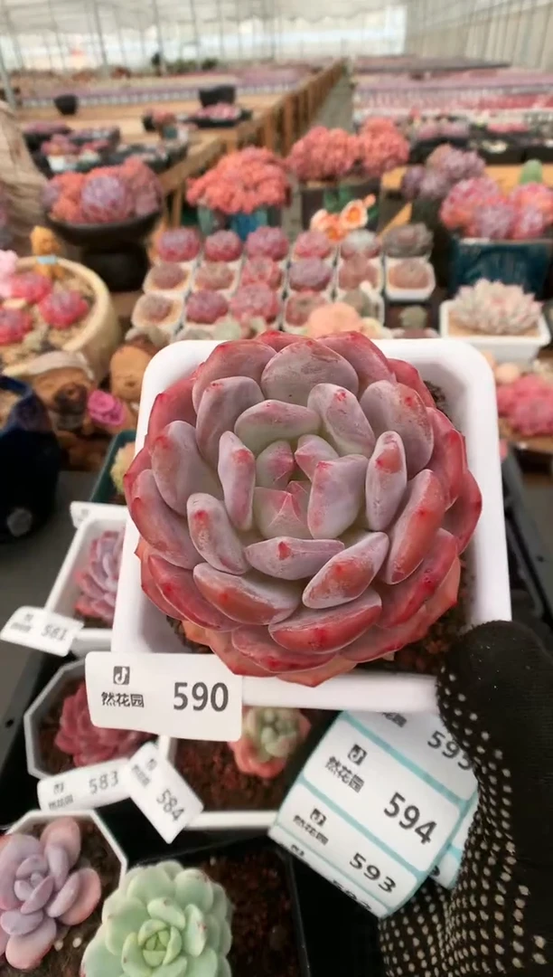 【闪购商品】590宽橙一物一拍