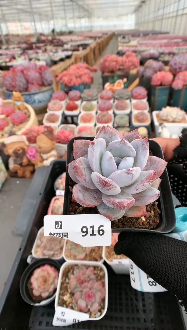 【闪购商品】916一物一拍