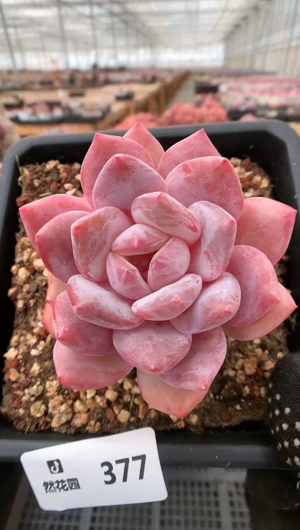 【闪购商品】377雪天使一物一拍