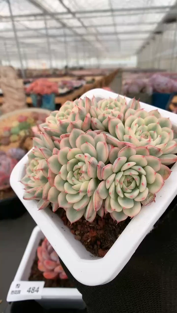 【闪购商品】485姬莲锦一物一拍