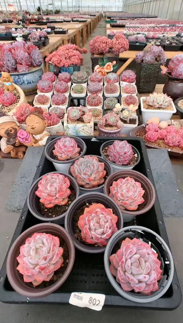 【闪购商品】302胖橙量拍