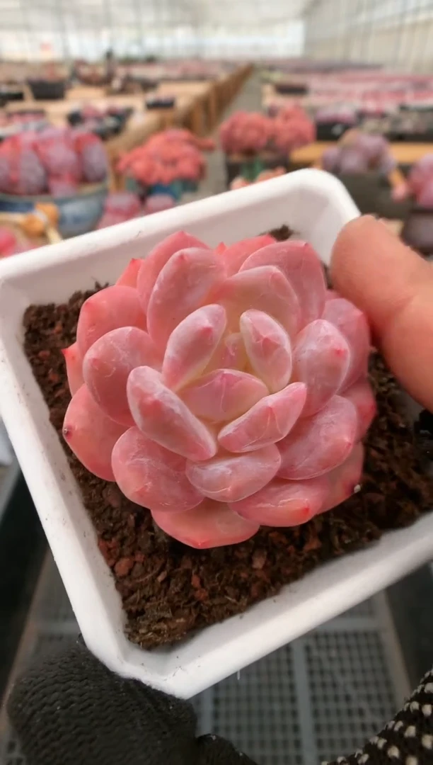 【闪购商品】931橘子梦露一物一拍