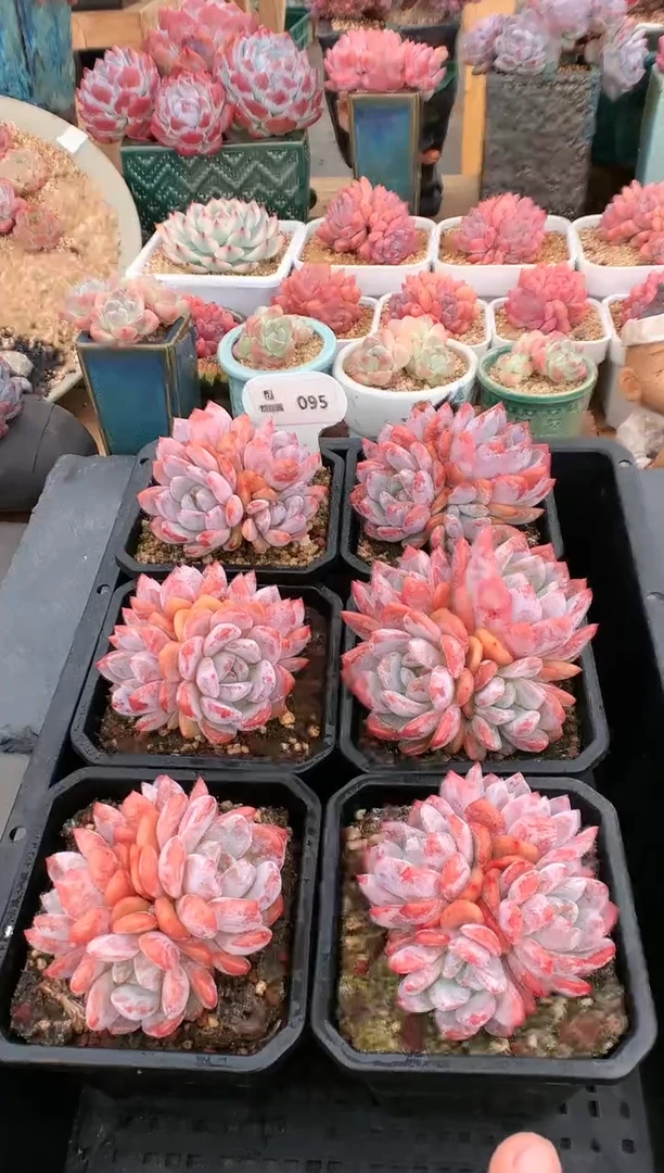 【闪购商品】095雪天使四头量拍