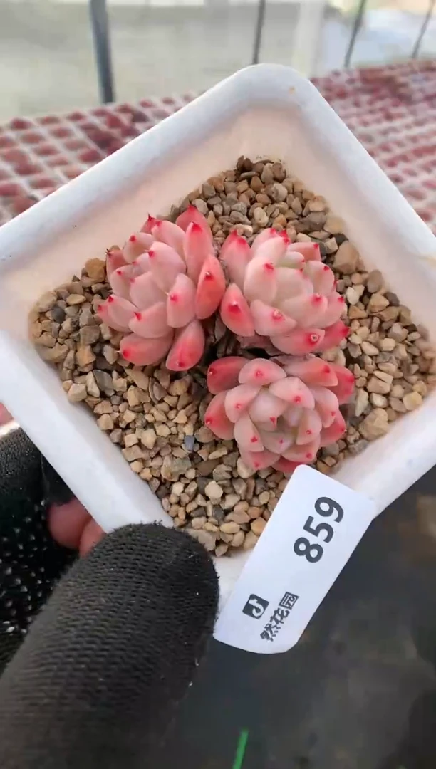 【闪购商品】859如梦令一物一拍