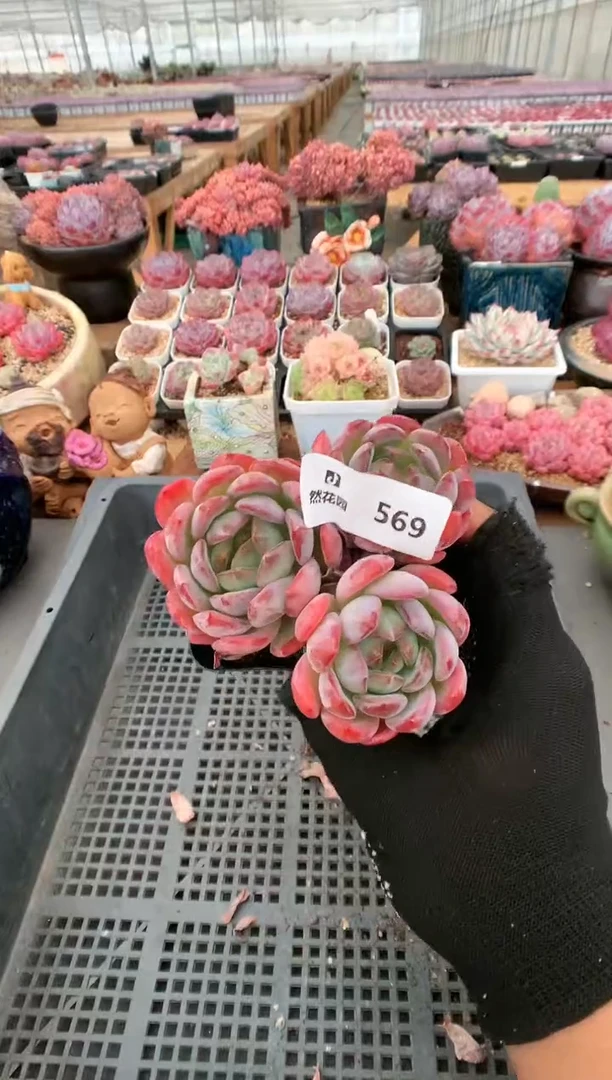 【闪购商品】569全明星一物一拍