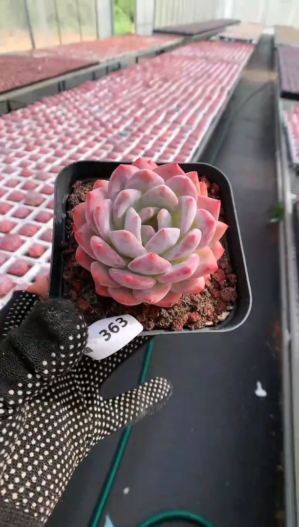 【闪购商品】363雪天使一物一拍