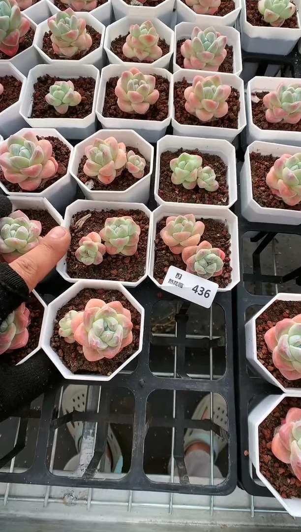 【闪购商品】436双头冰玉量拍