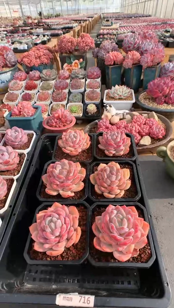 【闪购商品】716黄皮星影量拍