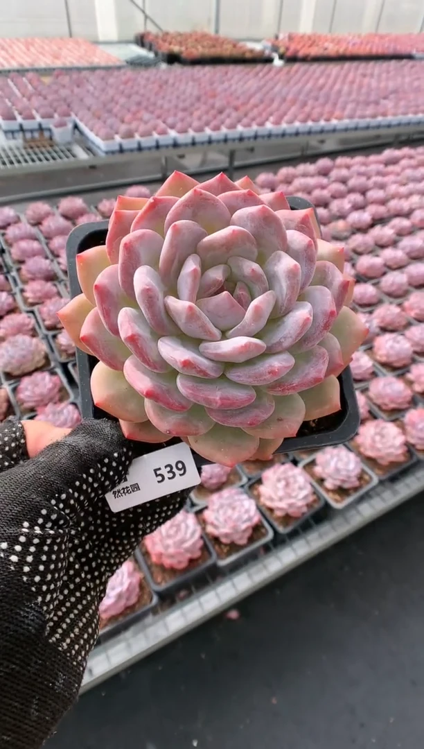 【闪购商品】539梦露一物一拍