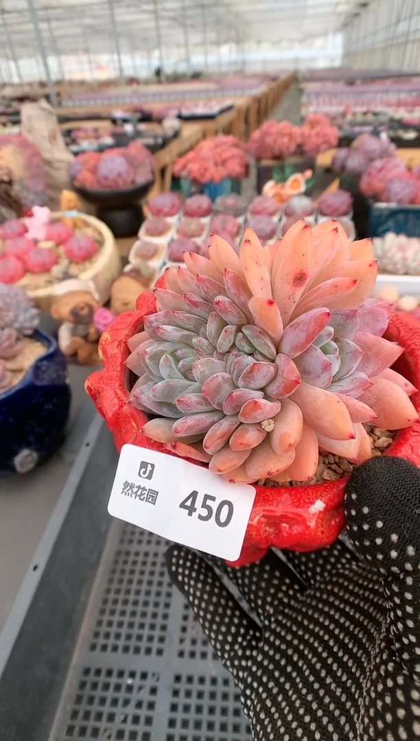 【闪购商品】450雪天使缀一物一拍