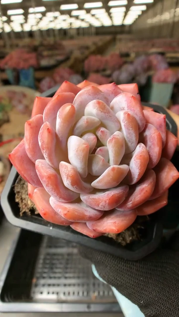 【闪购商品】941日本雪天使一物一拍