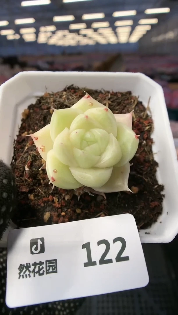 【闪购商品】122麦秆一物一拍