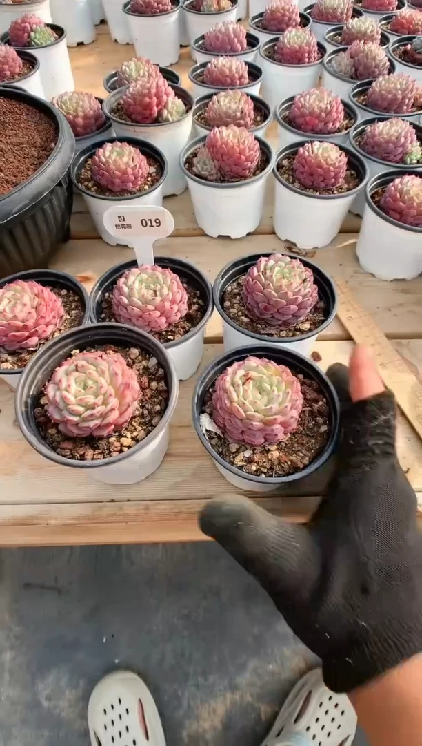 【闪购商品】019白胖量拍