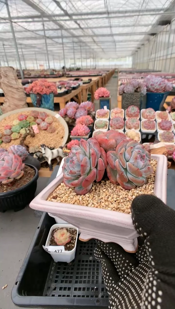 【闪购商品】483星影三头一物一拍