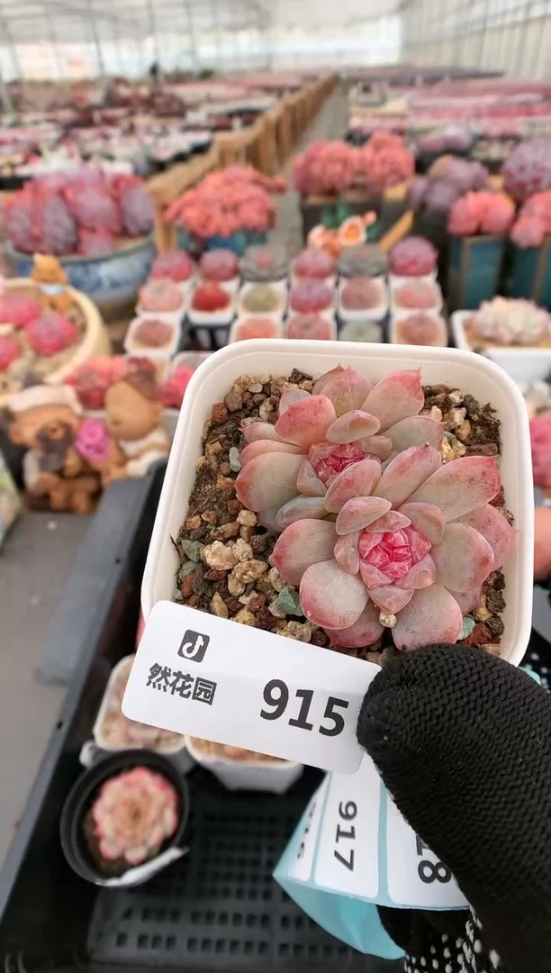 【闪购商品】915糖心一物一拍