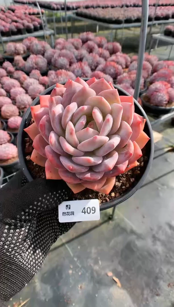 【闪购商品】409梦露一物一拍