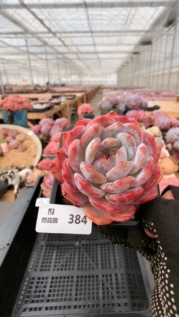 【闪购商品】384雪天使一物一拍